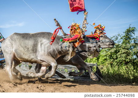 Traditional Bali buffalo race known as Makepung 25744098