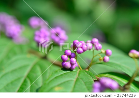 Murasakikibu 25744229