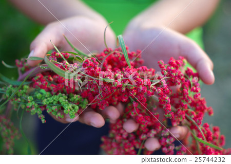 Sharing love 25744232