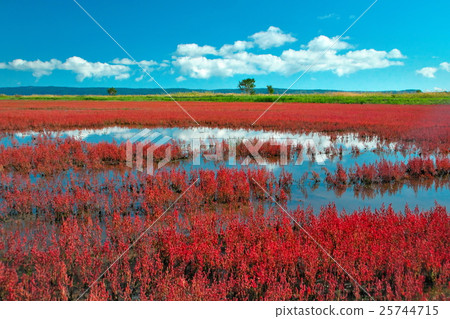 Coral grass Coral grass 25744715