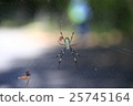 森林陷阱 25745164
