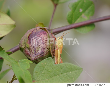 Tsushimi的棉花果實和幼蟲 25746549