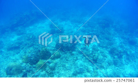 Nishihama Beach underwater photography of Okinawa Akajima Nishihama Beach underwater photography of Okinawa Akajima 25747061