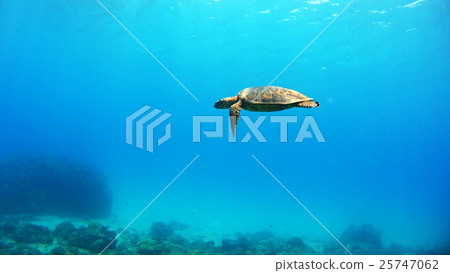 Nishihama Beach underwater photography of Okinawa Akajima 25747062