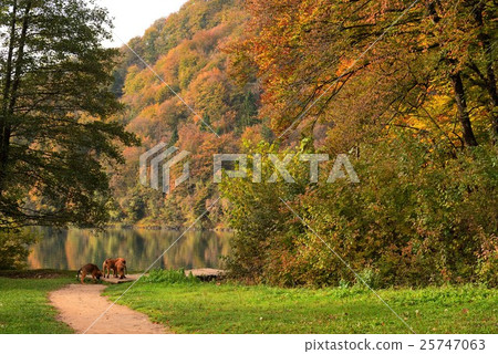 Three dogs in Plitvice National Park Three dogs in Plitvice National Park 25747063