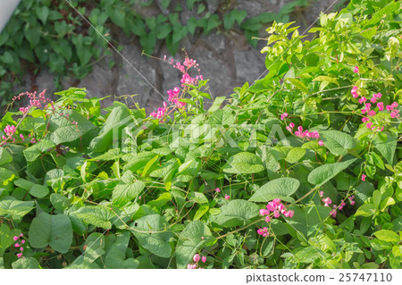 Ivy and flowers. 25747110