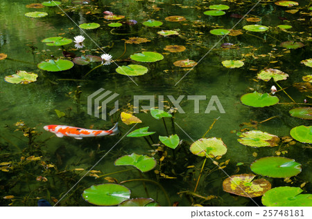 莫奈和Nishikigoi的池塘 25748181