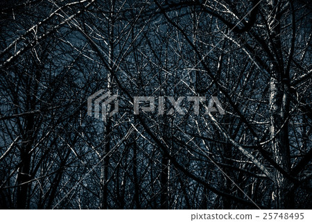 Winter dark forest Winter dark forest 25748495