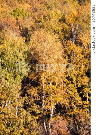 yellow birch tree in forest in sunny autumn day yellow birch tree in forest in sunny autumn day 25748685
