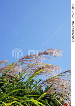 Takanoha Suzuki striding in the wind 25749051