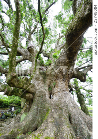 Kurosaki's big tree which involves a tombstone in its root "Cambodia's desert" Kumamoto prefecture designated designated treasure 800 years old Kamiki Kusunoki 25749084