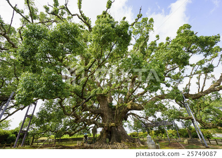 熊本縣指定天然寶藏“寂寞之神”樟樹輕輕地包裹在該區域的人們輕輕地看 25749087