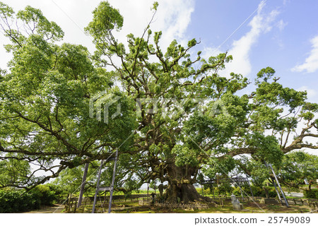 Kumamoto prefecture designated natural treasure "God of loneliness" camphor tree gently wrapping the people in the area gently watching Kumamoto prefecture designated natural treasure "God of loneliness" camphor tree gently wrapping the people in the area gently watching 25749089