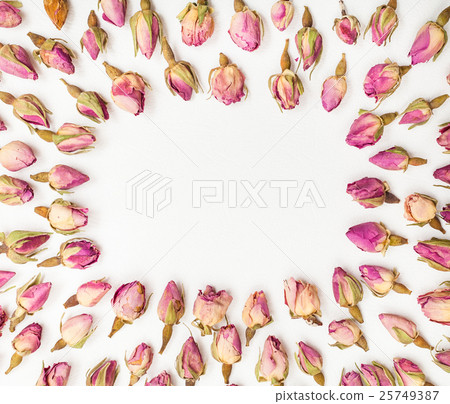 frame from pink rose flower buds close up on whit frame from pink rose flower buds close up on whit 25749387
