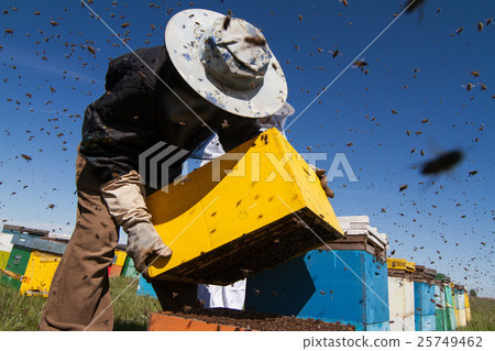 Apiarists working on the field with beehives Apiarists working on the field with beehives 25749462
