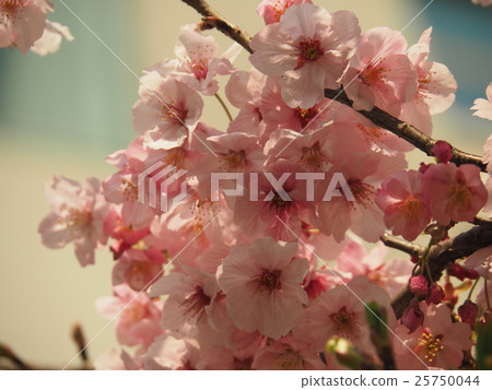 Cherry Blossoms	 25750044