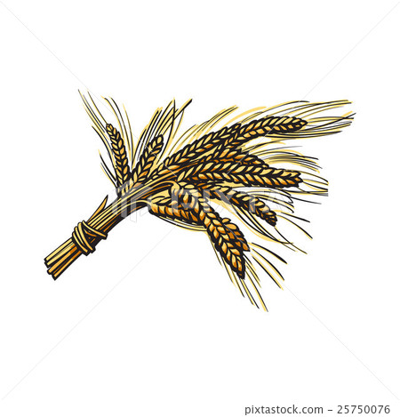 Bunch of malt, barley ears, sketch style vector Bunch of malt, barley ears, sketch style vector 25750076