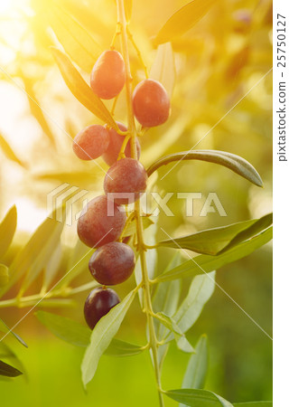 Olive tree with fruits 25750127