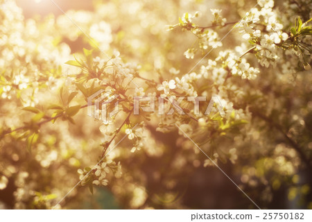 Cherry spring flowers Cherry spring flowers 25750182
