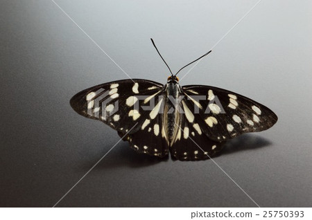 Gomadara蝴蝶黑色背景 25750393