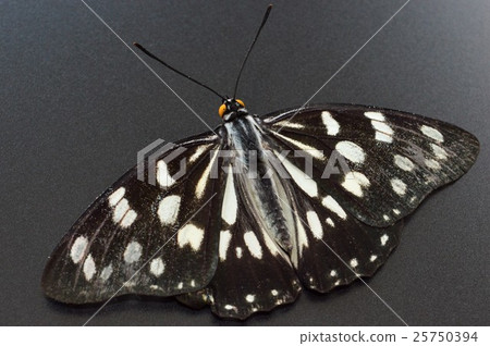 Gomadara蝴蝶黑色背景 25750394