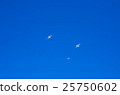 seagull 25750602
