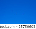 seagull 25750603