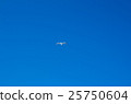 seagull 25750604
