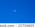 seagull 25750605