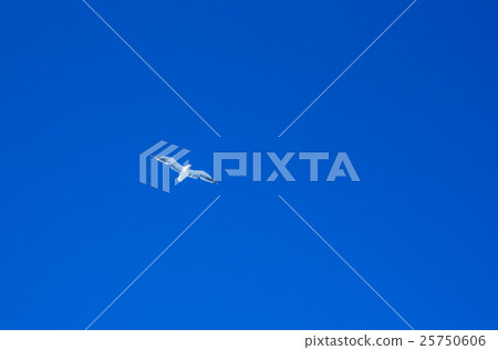 海鷗 25750606