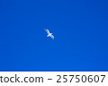 seagull 25750607