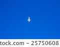 seagull 25750608