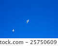 seagull 25750609
