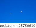 seagull 25750610