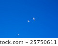 seagull 25750611