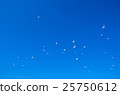 seagull 25750612