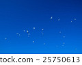 seagull 25750613
