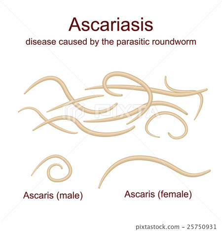 Realistic images of worm on a white background 25750931