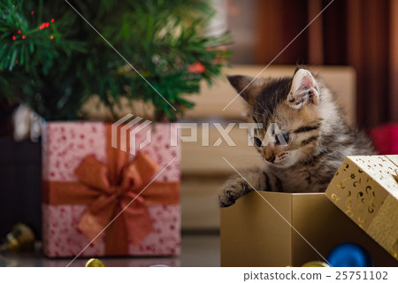 Cute kitten in christmas. Cute kitten in christmas. 25751102
