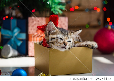 Cute kitten in christmas. Cute kitten in christmas. 25751122