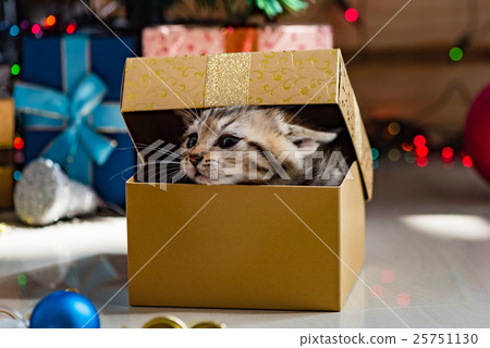 Cute kitten in christmas. Cute kitten in christmas. 25751130