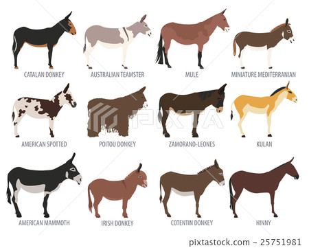 Donkey breeds icon set. Animal farming 25751981