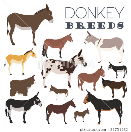 Donkey breeds icon set. Animal farming 25751982