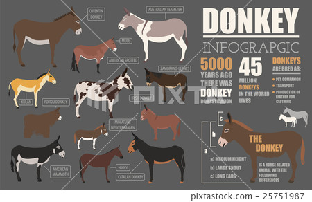 Donkey breeds infographic template 25751987