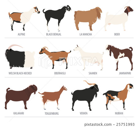 Goat breeds icon set. Animal farming. Flat design - Stock Illustration ...