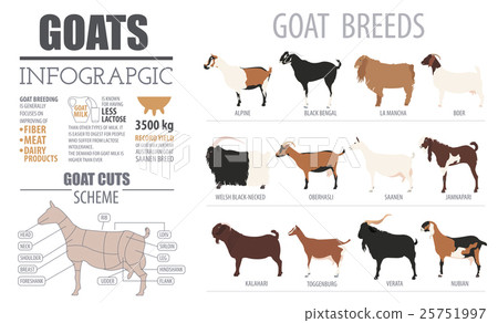 Goat breeds infographic template 25751997