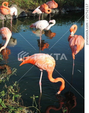 Beni Iro Flamingo Beni Iro Flamingo 25752117