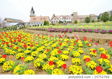 Tulip field 25752769