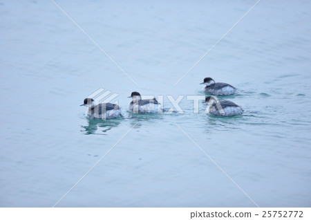 Flock of Hajiro Kaiburi Flock of Hajiro Kaiburi 25752772