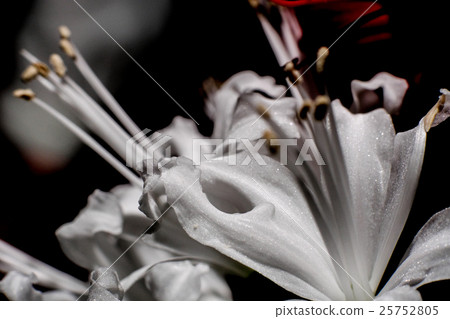 Diamond Lily 25752805